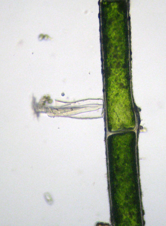 Microscopia salata